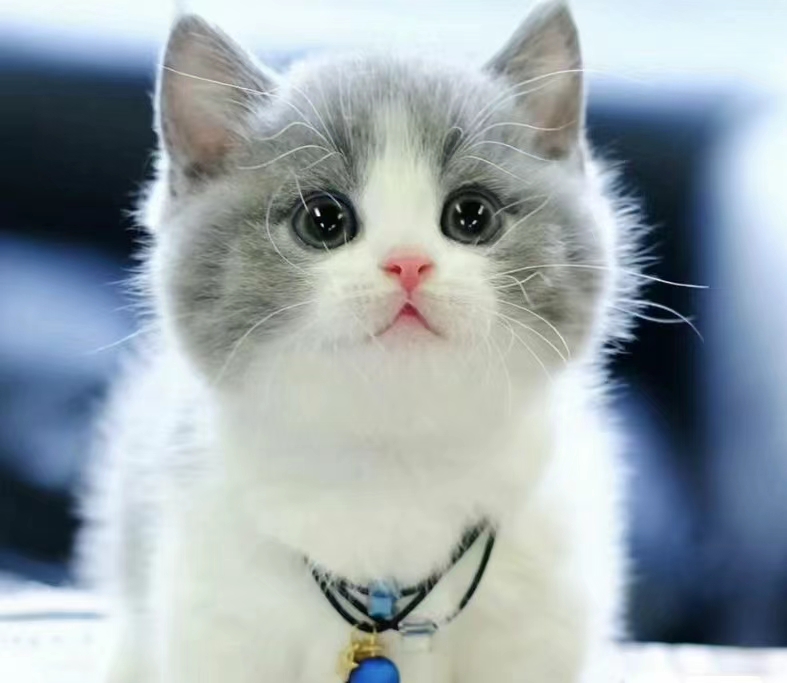 纯种蓝白英短猫活体银渐层猫幼猫矮脚猫
